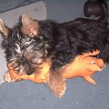 Pies rasy Yorkshire Terrier urodzony 04.06.2006 u nas w domu od 12.08.2006 (ok. godz. 17)