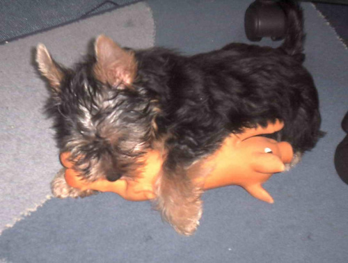 Pies rasy Yorkshire Terrier urodzony 04.06.2006 u nas w domu od 12.08.2006 (ok. godz. 17)