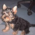 Pies rasy Yorkshire Terrier urodzony 04.06.2006 u nas w domu od 12.08.2006 (ok. godz. 17)