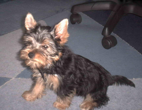 Pies rasy Yorkshire Terrier urodzony 04.06.2006 u nas w domu od 12.08.2006 (ok. godz. 17)