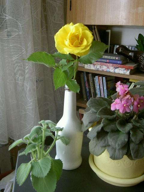 #róża #kwiaty