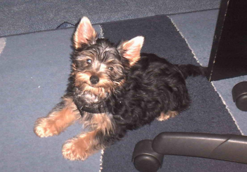 Pies rasy Yorkshire Terrier urodzony 04.06.2006 u nas w domu od 12.08.2006 (ok. godz. 17)