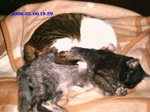 Filemon i Kicia - moje kotki #Filemon #kicia #koty #MojeKoty