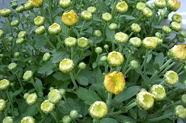 pierwsze chryzantemy #kwiaty #chryzantemy