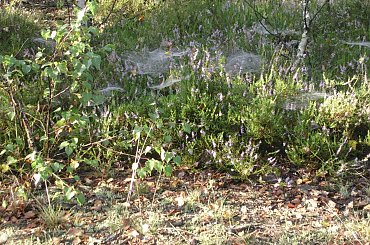 #Las #Pajeczyna #Widok #Wrzos