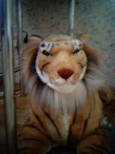 #tygrys #tygrysy #tygrysiątka