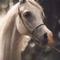 avki