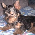 Pies rasy Yorkshire Terrier urodzony 04.06.2006 u nas w domu od 12.08.2006 (ok. godz. 17)