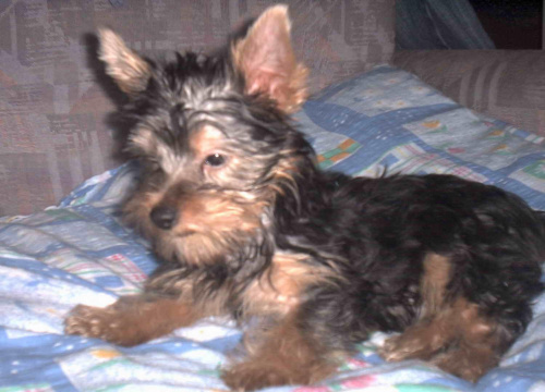 Pies rasy Yorkshire Terrier urodzony 04.06.2006 u nas w domu od 12.08.2006 (ok. godz. 17)