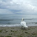 Łabędzie z Gdańskiej Zatoki #Ptaki