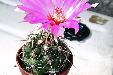 Thelocactus bicolor #kaktusy