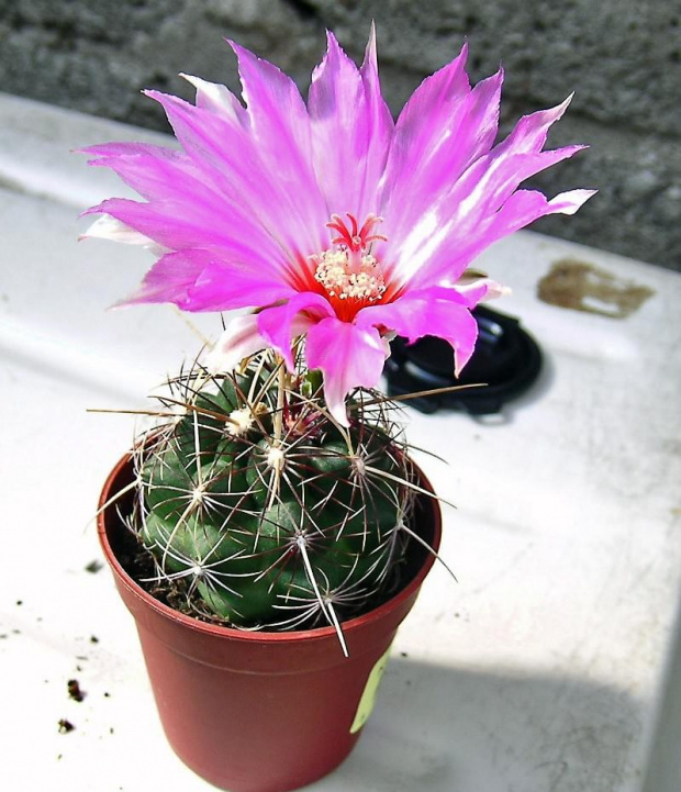 Thelocactus bicolor #kaktusy