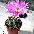 Thelocactus bicolor #kaktusy