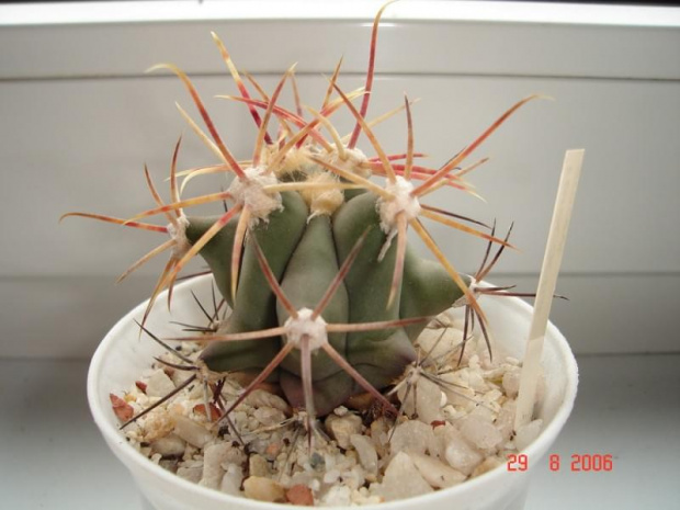 Ferocactus emoryi