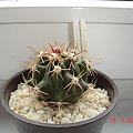 Ferocactus horridus v. brevispinus