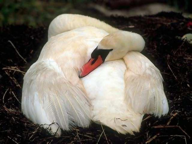 swan