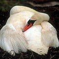 swan