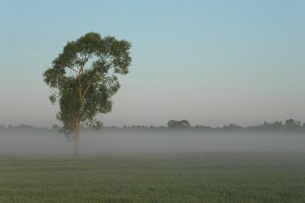 mgła nad łąką