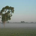 mgła nad łąką