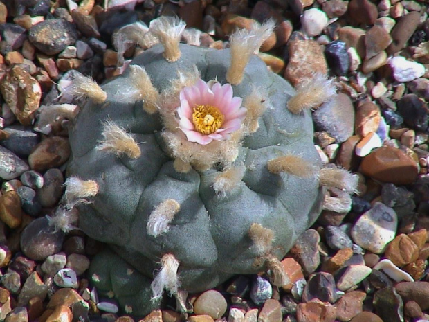 Lophophora williamsii