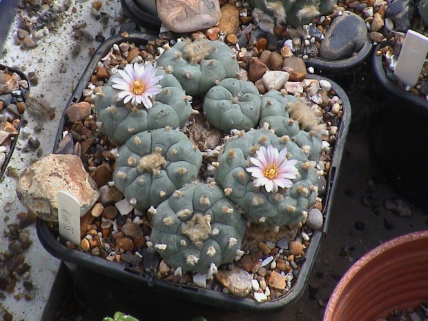 Lophophora williamsii San Rafael #LophophoraWilliamsii