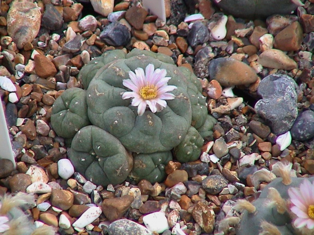 Lophophora williamsii