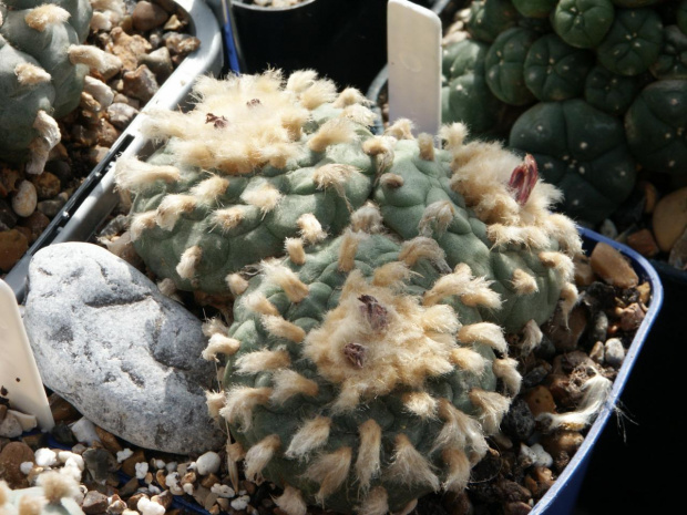 Lophophora diffusa v. koehresii #LophophoraDiffusa