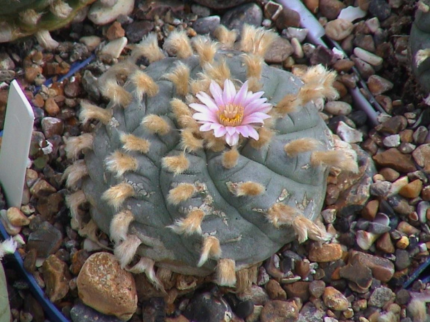 Lophophora williamsii