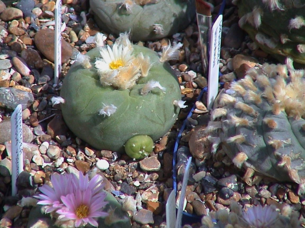 Lophophora diffusa v.lutea #LophophoraDiffusa