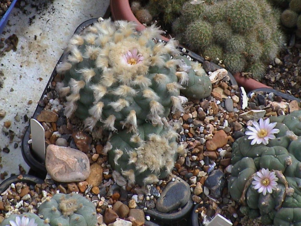 Lophophora williamsii