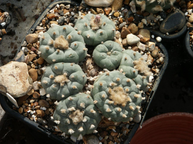 Lophophora williamsii San Rafael #LophophoraWilliamsii