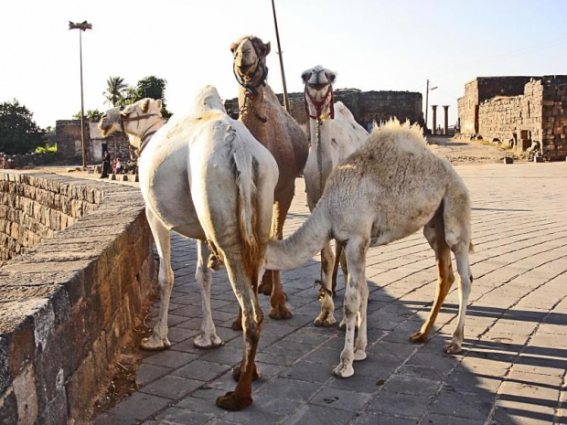 Syria - Bosra