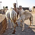 Syria - Bosra