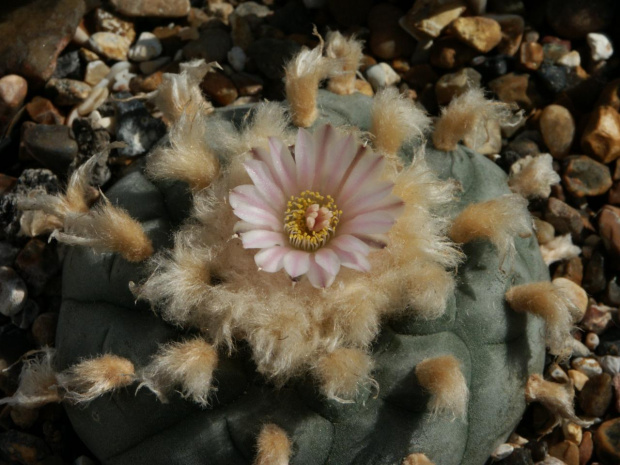 Lophophora williamsii v. texensis #LophophoraWilliamsii