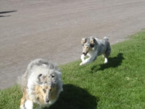 Bonnie #collie