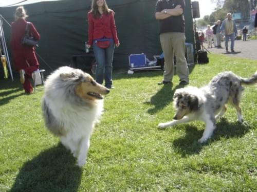 Bonnie #collie