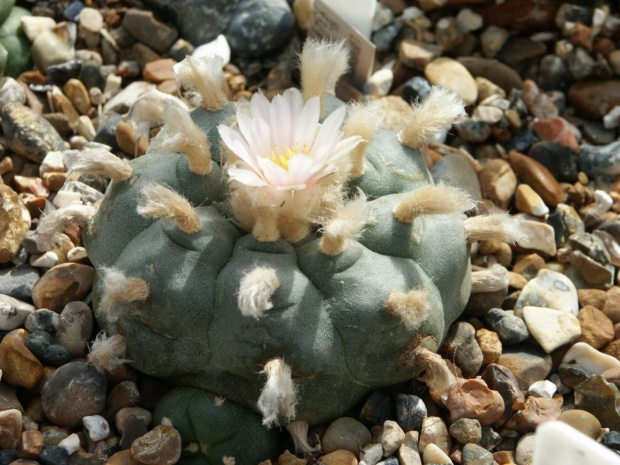 Lophophora williamsii