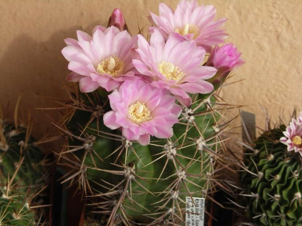 Kwitnące 18-letnie Gymnocalycium achirasence var. echinatum #Kaktusy #Cacti #GymnocalyciumAchirasence