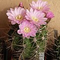 Kwitnące 18-letnie Gymnocalycium achirasence var. echinatum #Kaktusy #Cacti #GymnocalyciumAchirasence