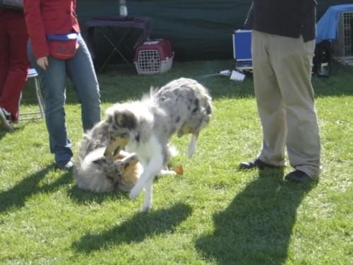 Bonnie #collie