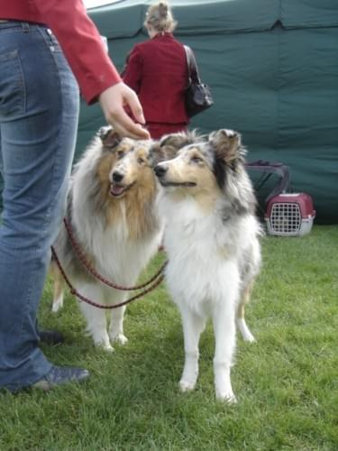 Bonnie #collie