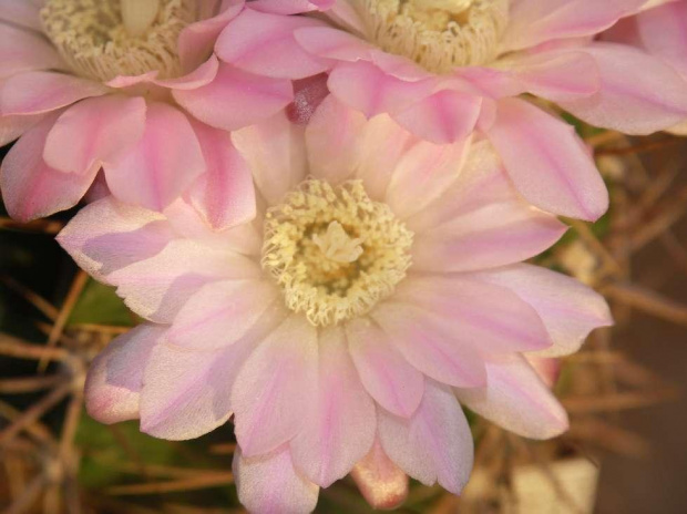 Kwitnące 18-letnie Gymnocalycium achirasence var. echinatum #Kaktusy #Cacti #GymnocalyciumAchirasence