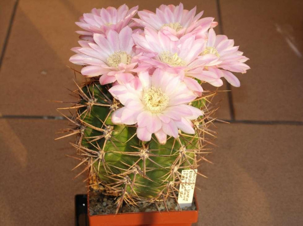 Kwitnące 18-letnie Gymnocalycium achirasence var. echinatum #Kaktusy #Cacti #GymnocalyciumAchirasence