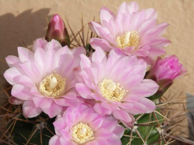 Kwitnące 18-letnie Gymnocalycium achirasence var. echinatum #Kaktusy #Cacti #GymnocalyciumAchirasence