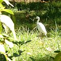 Ibis.