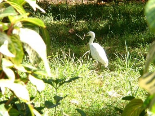 Ibis.