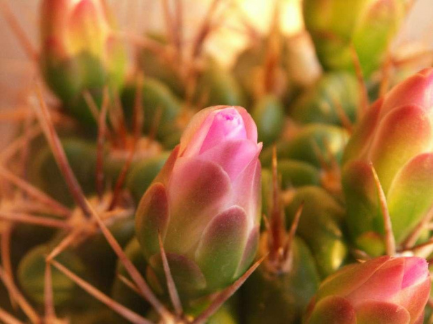 Kwitnące 18-letnie Gymnocalycium achirasence var. echinatum #Kaktusy #Cacti #GymnocalyciumAchirasence