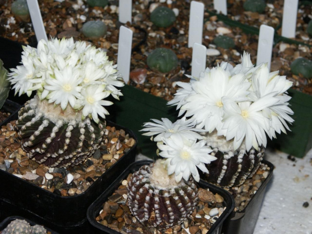 Discocactus horstii