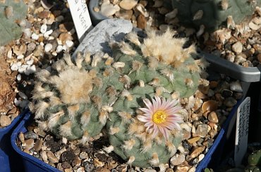 Lophophora diffusa v. koehresii #LophophoraDiffusa