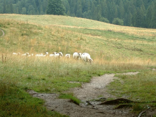 #pieniny #gory #góry #szlaki #trasy #widoki